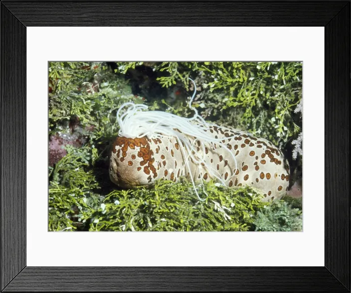 Framed Print : Sea Cucumber (Beche-de-mer) Papua New Guinea Framed Print : Sea Cucumber (Beche-de-mer) Papua New Guinea