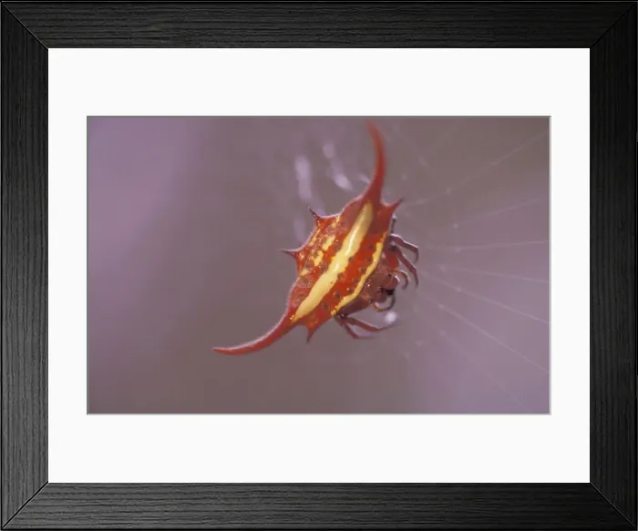 Framed Print : Kite spider - In web - South Africa - Sabi Sabi game reserve Framed Print : Kite spider - In web - South Africa - Sabi Sabi game reserve