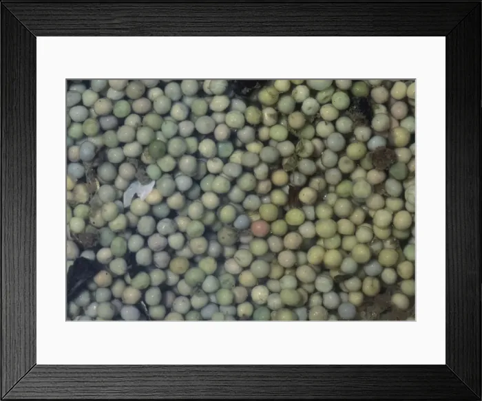 Framed Print : Horseshoe Crab - eggs Reeds Beach, New Jersey, USA Framed Print : Horseshoe Crab - eggs Reeds Beach, New Jersey, USA