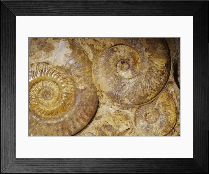 Framed Print : Ammonite Fossil - Triassic period 248-213 m. y. a. Caen, France Framed Print : Ammonite Fossil - Triassic period 248-213 m. y. a. Caen, France