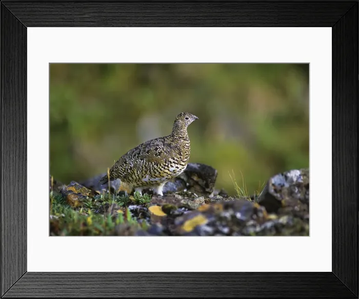 Framed Print : Rock Ptarmigan - Alaskan tundra B1014 Framed Print : Rock Ptarmigan - Alaskan tundra B1014