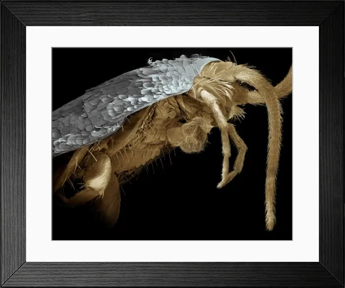 Framed Print : Scanning Electron Micrograph (SEM): Silverfish - Magnification x 85 (if print A4 size: 29. 7 cm wide) Framed Print : Scanning Electron Micrograph (SEM): Silverfish - Magnification x 85 (if print A4 size: 29. 7 cm wide)