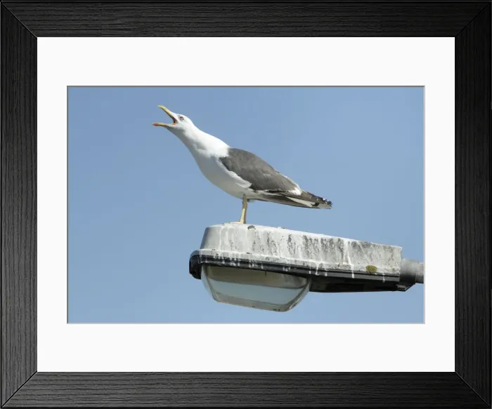 Framed Print : Lesser black-back Gull - calling from street light pole - Texel - Holland Framed Print : Lesser black-back Gull - calling from street light pole - Texel - Holland