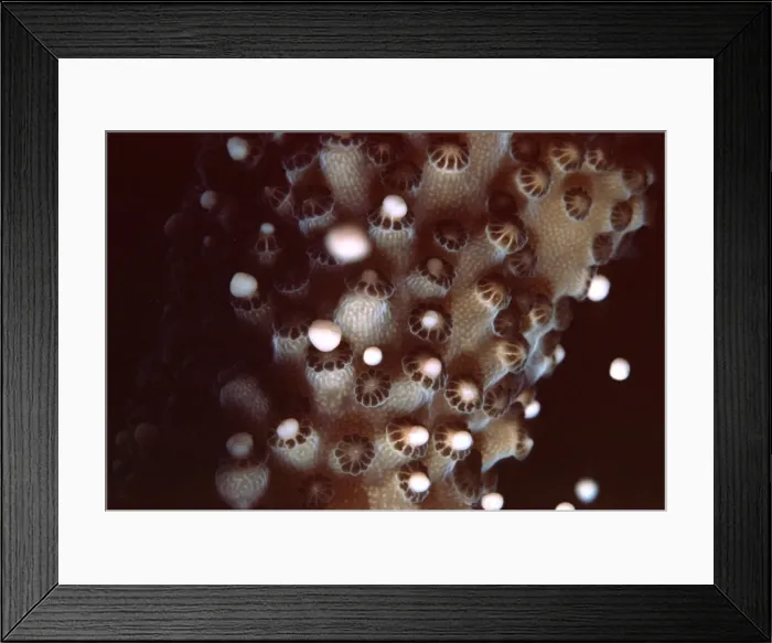 Framed Print : Staghorn Coral Spawning - Egg and sperm bundles leaving coral Heron Island, Queensland, Australia Framed Print : Staghorn Coral Spawning - Egg and sperm bundles leaving coral Heron Island, Queensland, Australia