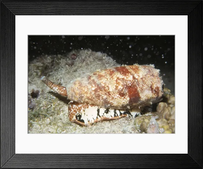 Framed Print : Deadly Geographic Cone Shell Framed Print : Deadly Geographic Cone Shell