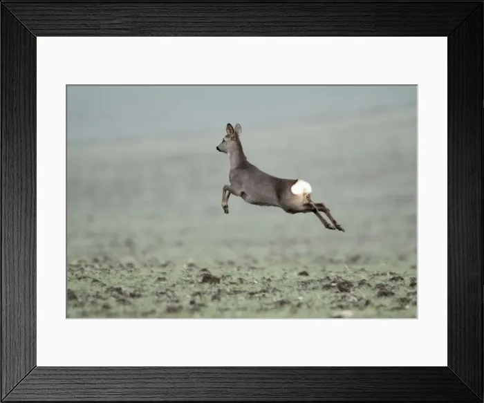 Framed Print : European Roe Deer - leaping in flight across winter corn crop - Lower Saxony - Germany Framed Print : European Roe Deer - leaping in flight across winter corn crop - Lower Saxony - Germany