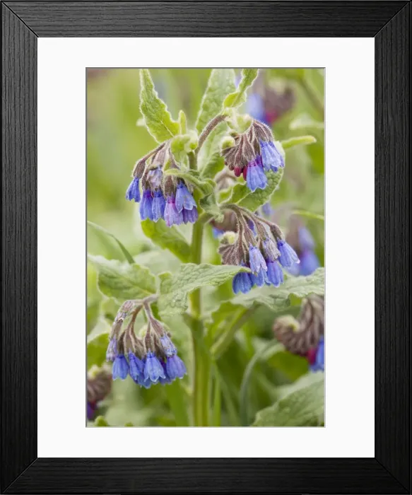 Framed Print : Rough comfrey (Symphytum asperum) in flower. Rare in UK Framed Print : Rough comfrey (Symphytum asperum) in flower. Rare in UK
