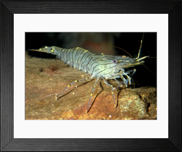 Framed Print : Prawn, European coasts Framed Print : Prawn, European coasts