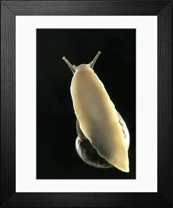 Framed Print : Common Garden Snail View of underside Framed Print : Common Garden Snail View of underside