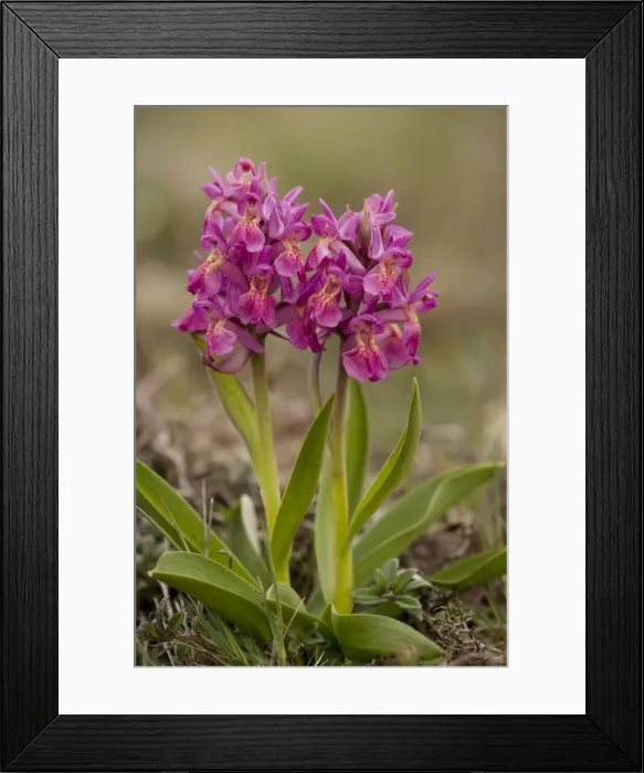 Framed Print : Elder-flowered orchids, red form (Dactylorhiza sambucina). Sweden Framed Print : Elder-flowered orchids, red form (Dactylorhiza sambucina). Sweden