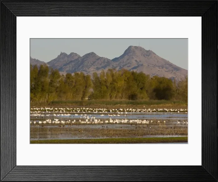 Framed Print : Mixed flock of Ross's Geese Chen rossii and Snow Geese Chen caerulescens, at Sacramento National Wildlife Reserve, California, United States Framed Print : Mixed flock of Ross's Geese Chen rossii and Snow Geese Chen caerulescens, at Sacramento National Wildlife Reserve, California, United States