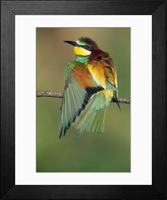 Framed Print : European Bee-eater - stretching wing Framed Print : European Bee-eater - stretching wing