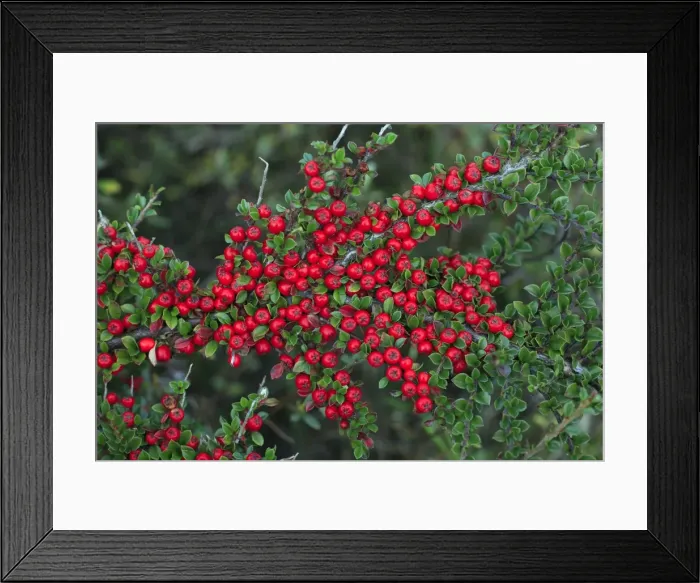 Framed Print : Cotoneaster - ripe berries in autmn, garden escape, Holy Island, Northumberland, England Framed Print : Cotoneaster - ripe berries in autmn, garden escape, Holy Island, Northumberland, England