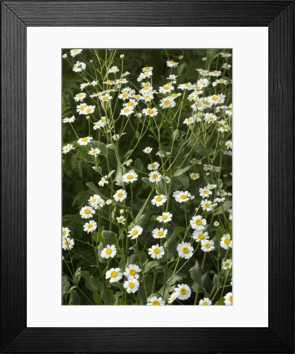 Framed Print : Costmary, or Alecost (Tanacetum balsamita). An old culinary and medicinal herb. Garden Framed Print : Costmary, or Alecost (Tanacetum balsamita). An old culinary and medicinal herb. Garden