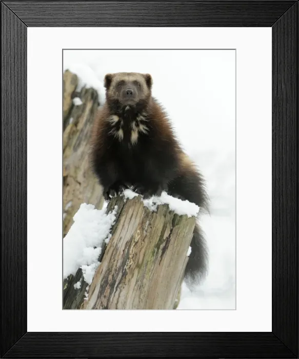 Framed Print : Wolverine - on tree stem in winter snow - distribution: Holarctic regions of Northern Europe - Northern Russia - Siberia Framed Print : Wolverine - on tree stem in winter snow - distribution: Holarctic regions of Northern Europe - Northern Russia - Siberia