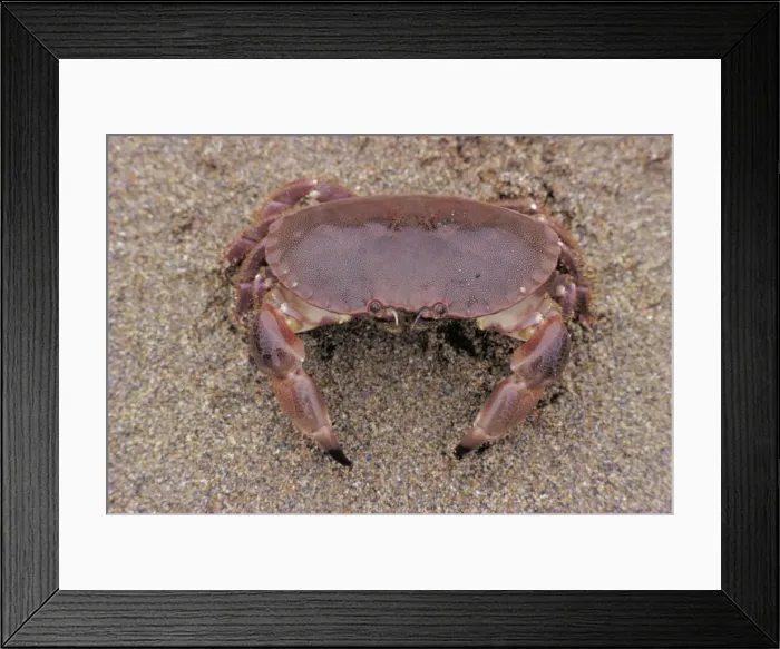 Framed Print : Edible Crab Framed Print : Edible Crab