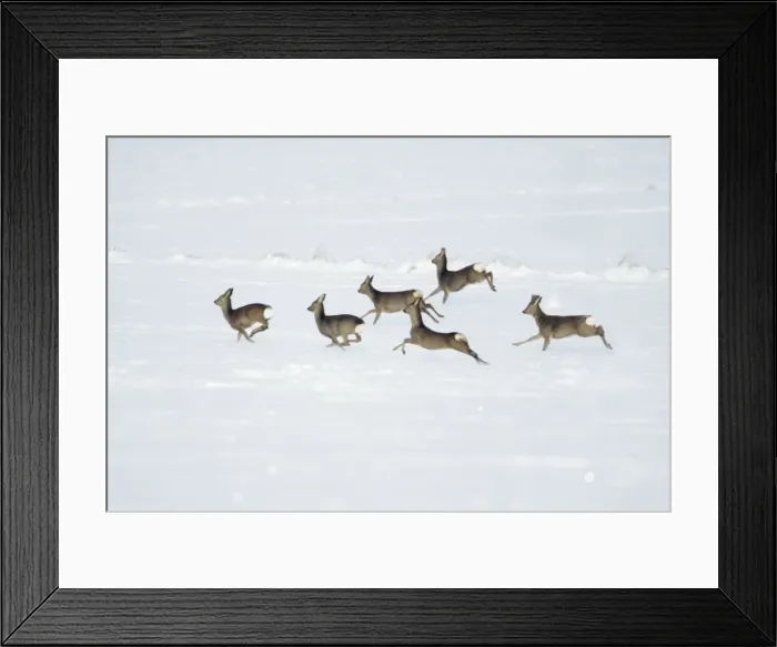 Framed Print : Roe Deer - herd / bevy on snow covered arable field - Harz mountains - Lower Saxony - Germany Framed Print : Roe Deer - herd / bevy on snow covered arable field - Harz mountains - Lower Saxony - Germany