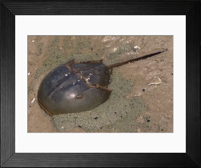 Framed Print : Horseshoe Crab - surrounded by it's eggs Reeds Beach, New Jersey, USA Framed Print : Horseshoe Crab - surrounded by it's eggs Reeds Beach, New Jersey, USA