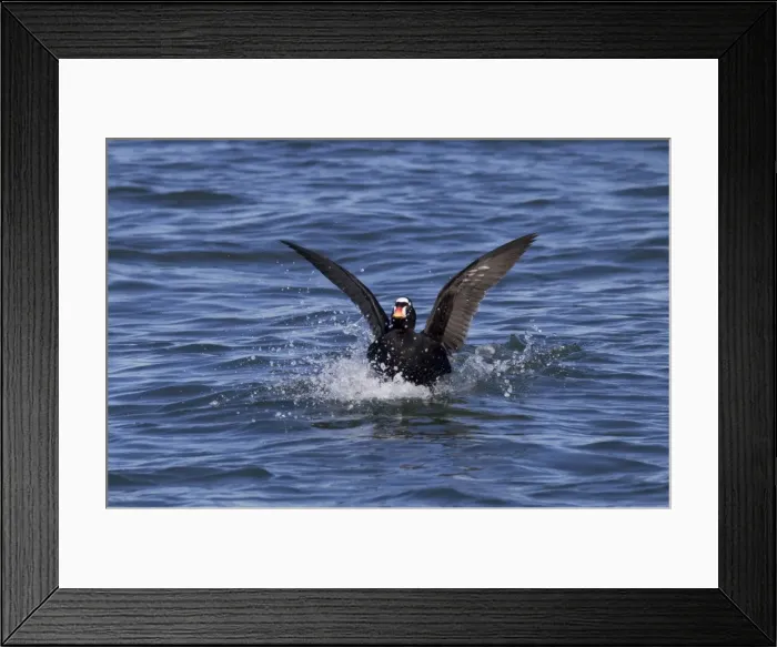 Framed Print : Surf Scoter - male on water in winter - February - Barnegat Light - NJ - USA Framed Print : Surf Scoter - male on water in winter - February - Barnegat Light - NJ - USA