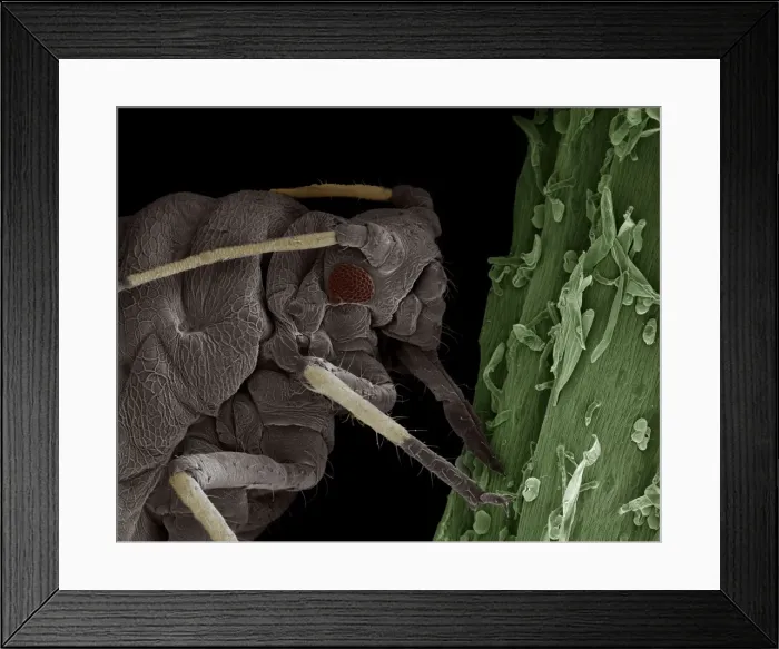 Framed Print : Scanning Electron Micrograph (SEM): Black Aphid - Magnification x 220 (if print A4 size: 29. 7 cm wide) Framed Print : Scanning Electron Micrograph (SEM): Black Aphid - Magnification x 220 (if print A4 size: 29. 7 cm wide)