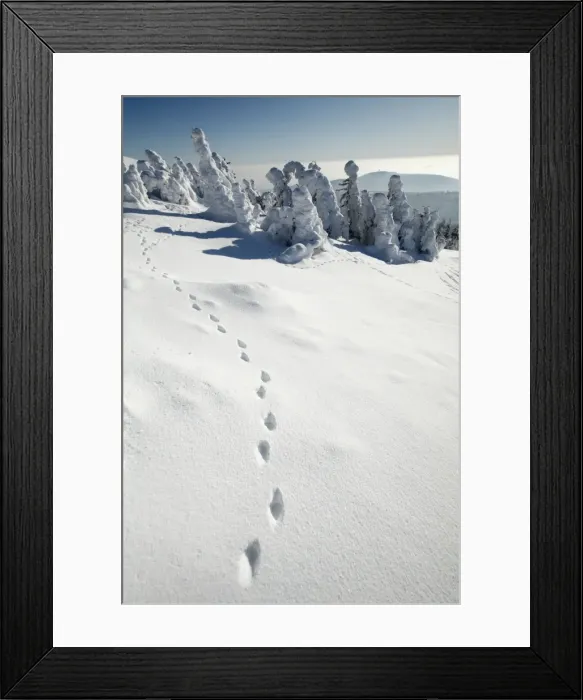 Framed Print : European Fox - tracks in snow - Harz Mountains national park - Sachsen-Anhalt - Germany Framed Print : European Fox - tracks in snow - Harz Mountains national park - Sachsen-Anhalt - Germany