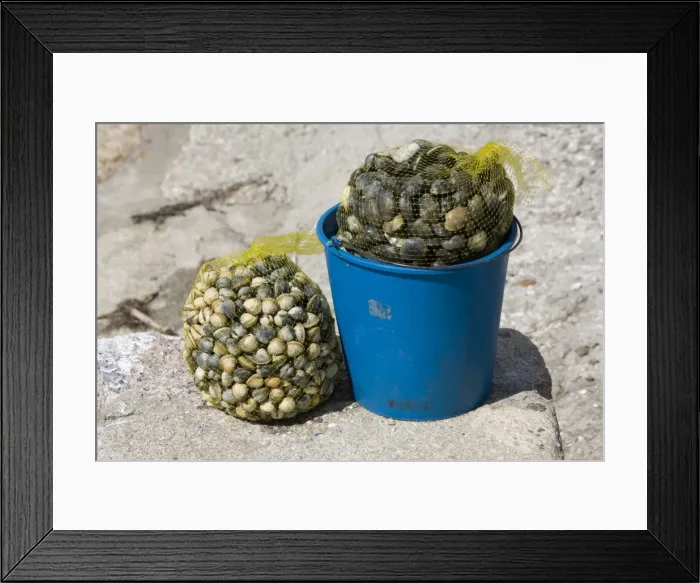 Framed Print : Bag of cockles and bucket of mussels Vilanova Galicia Spain