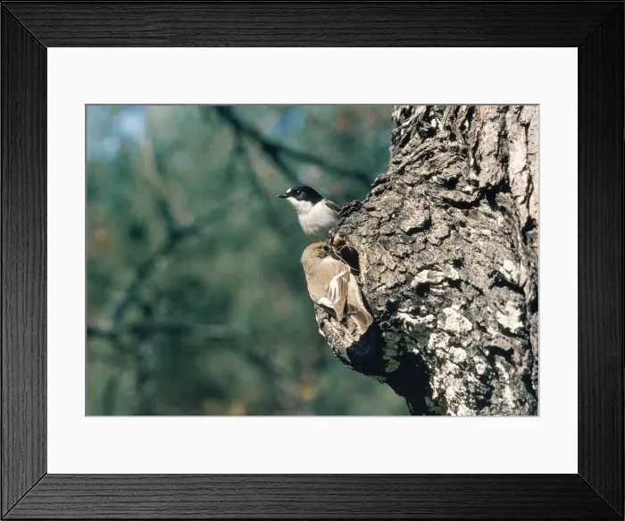Framed Print : Piied Flycatcher - female nest building & male on look out
