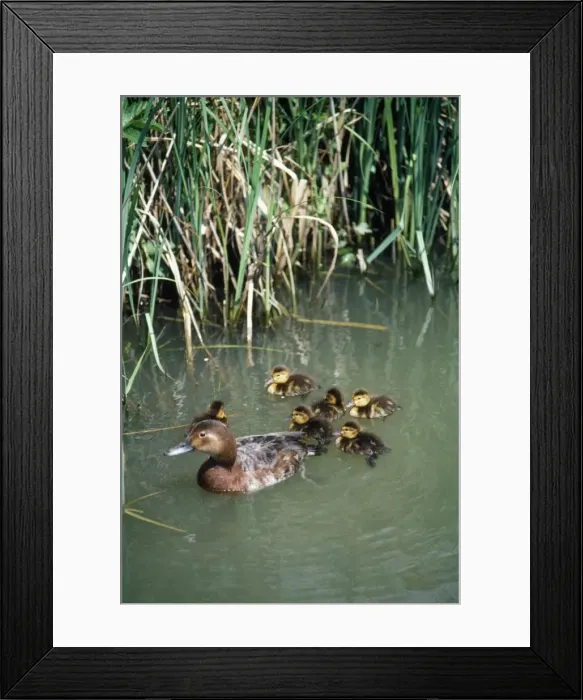 Framed Print : Pochard Duck - with ducklings Framed Print : Pochard Duck - with ducklings