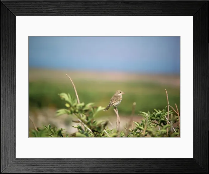Framed Print : Woodchat Shrike - juvenile Framed Print : Woodchat Shrike - juvenile