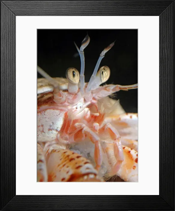 Framed Print : Hermit crab in whelk shell showing compound eyes and mouthparts. UK & Mediterranean seas Framed Print : Hermit crab in whelk shell showing compound eyes and mouthparts. UK & Mediterranean seas