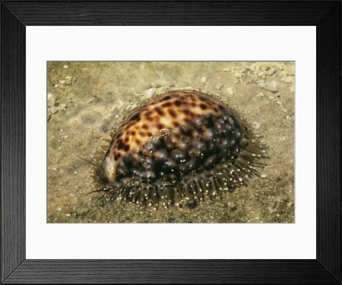 Framed Print : Tiger Cowrie Great Barrier Reef, Australia Framed Print : Tiger Cowrie Great Barrier Reef, Australia