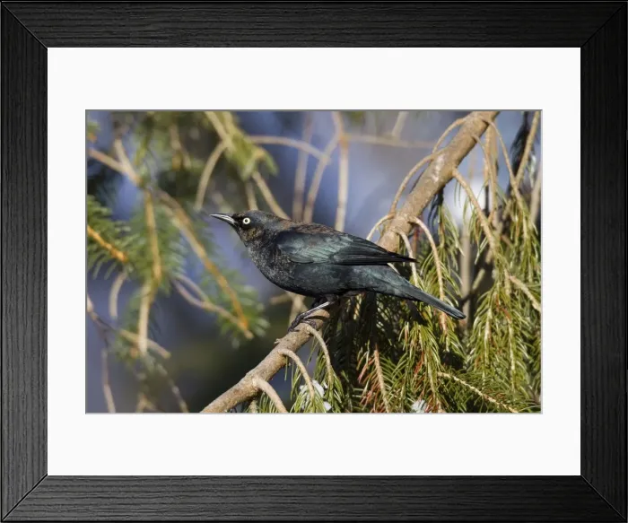 Framed Print : Rusty Blackbird - in winter plumage - February - Connecticut - USA Framed Print : Rusty Blackbird - in winter plumage - February - Connecticut - USA