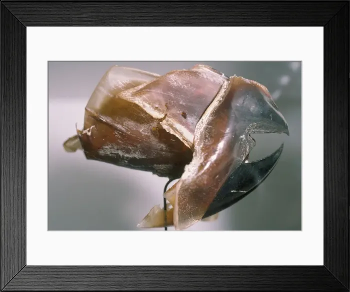Framed Print : Octopus - beak Framed Print : Octopus - beak