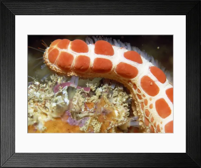 Framed Print : Starfish - showing papulae South Australia Framed Print : Starfish - showing papulae South Australia