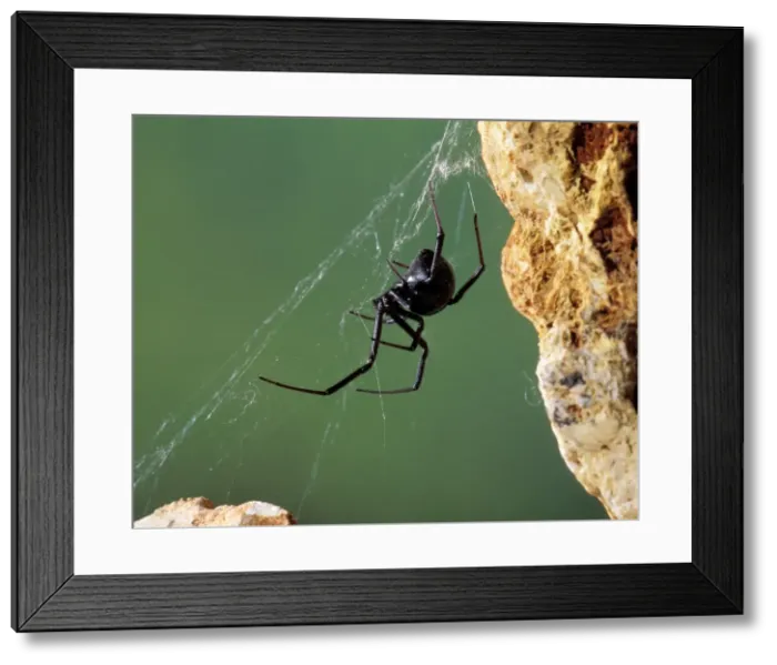 Framed Print : Black Widow Spider Western USA Framed Print : Black Widow Spider Western USA