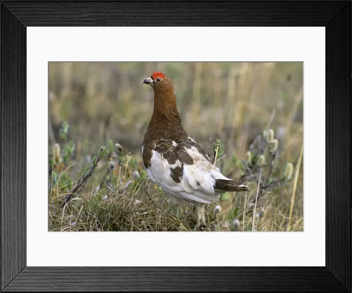 Framed Print : Willow Ptarmigan - male on tundra - Arctic National Wildlife Refuge - Alaska - Summer B6825 Framed Print : Willow Ptarmigan - male on tundra - Arctic National Wildlife Refuge - Alaska - Summer B6825