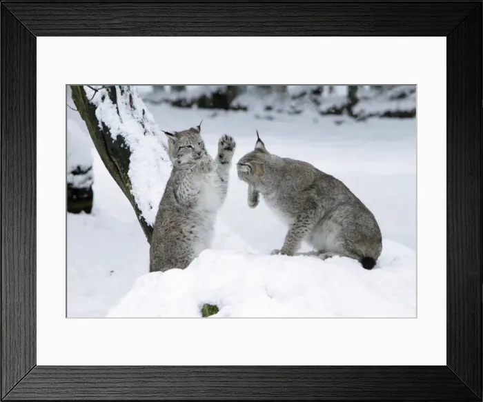 Framed Print : European Lynx - two animals playing in snow - Hessen - Germany Framed Print : European Lynx - two animals playing in snow - Hessen - Germany