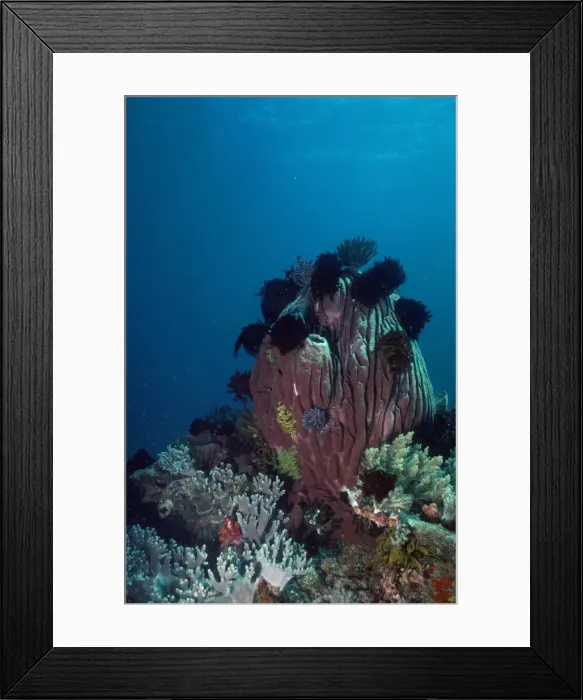 Framed Print : Giant Sponge Framed Print : Giant Sponge