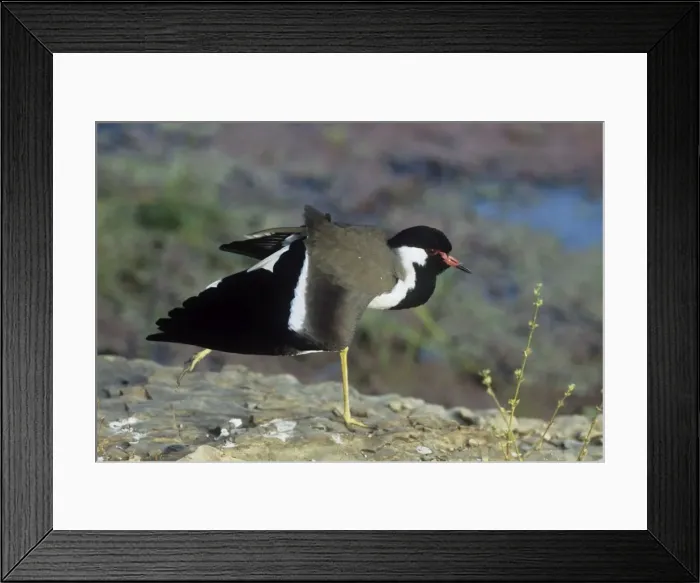 Framed Print : Red-wattled lapwing - stretching wings - Keoladeo National Park - India Framed Print : Red-wattled lapwing - stretching wings - Keoladeo National Park - India