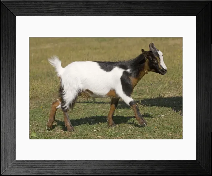 Framed Print : Pygmy Goat