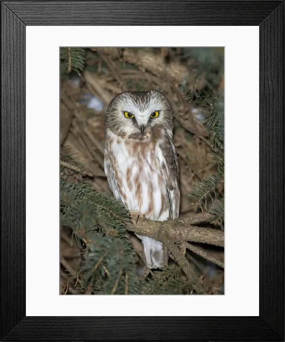 Framed Print : Northern Saw-whet Owl - in winter - CT - USA Framed Print : Northern Saw-whet Owl - in winter - CT - USA