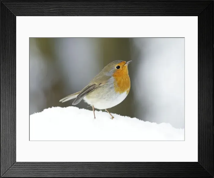 Framed Print : Robin - in snow - Lower Saxony - Germany Framed Print : Robin - in snow - Lower Saxony - Germany