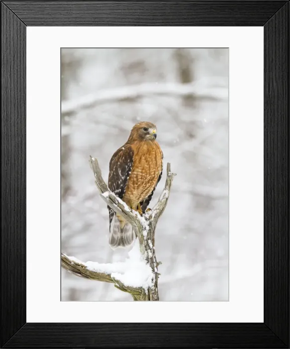 Framed Print : Red-shouldered Hawk - adult female in snow - January -CT - USA Framed Print : Red-shouldered Hawk - adult female in snow - January -CT - USA