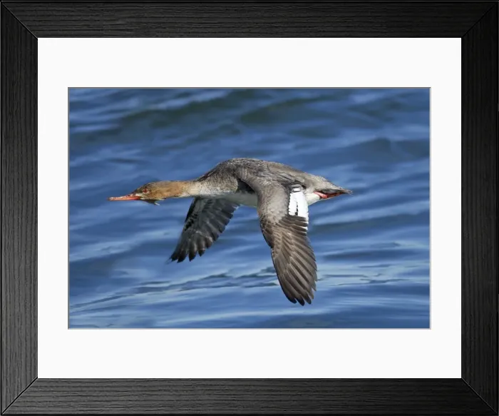 Framed Print : Red-breasted Merganser - female in flight - winter - February at Barnegat Light - NJ - USA Framed Print : Red-breasted Merganser - female in flight - winter - February at Barnegat Light - NJ - USA
