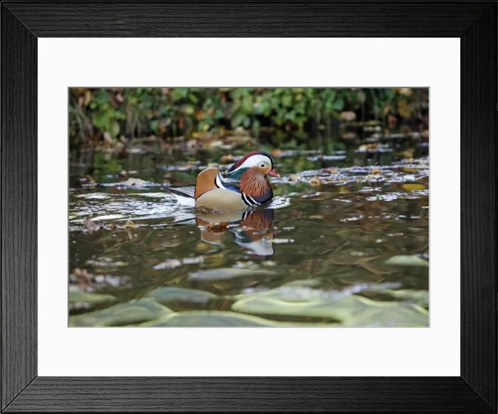 Framed Print : Mandarin Duck - male displaying on lake - Germany Framed Print : Mandarin Duck - male displaying on lake - Germany