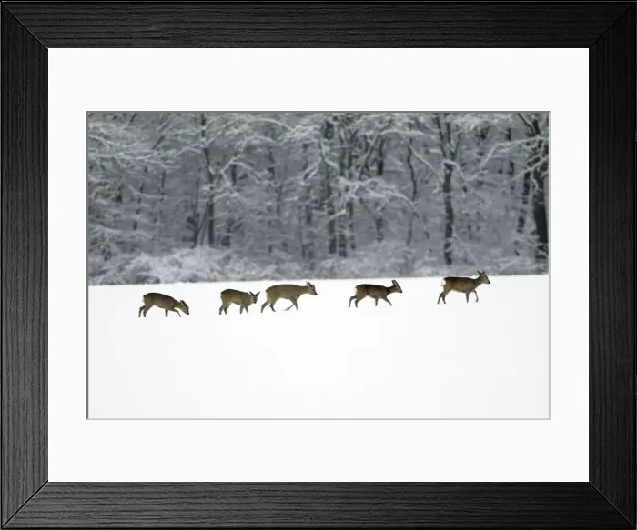 Framed Print : Roe Deer - herd / bevy on snow covered arable field - Harz mountains - Lower Saxony - Germany Framed Print : Roe Deer - herd / bevy on snow covered arable field - Harz mountains - Lower Saxony - Germany