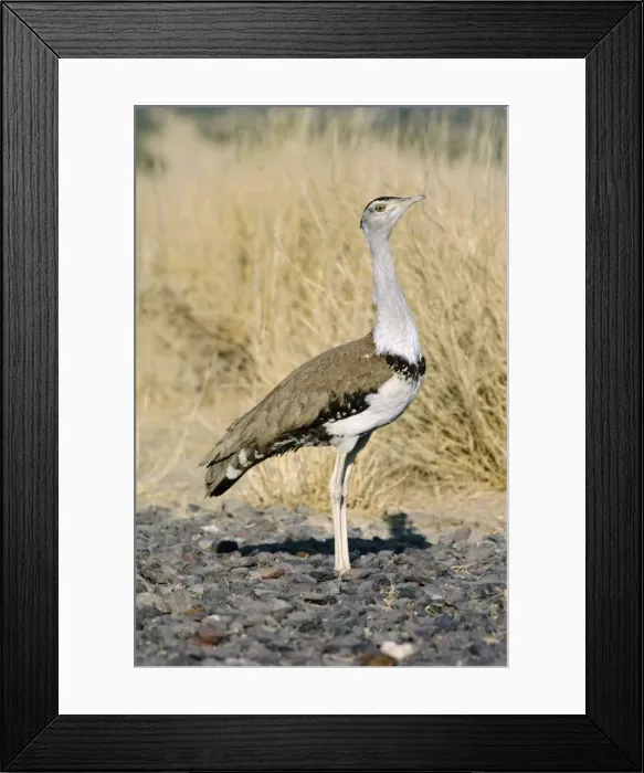 Framed Print : Great Indian Bustard - in desert habitat Framed Print : Great Indian Bustard - in desert habitat