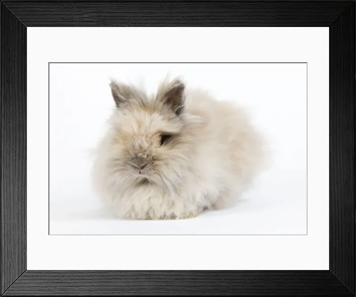Framed Print : Rabbit - Dwarf Angora Blue and Tawny Framed Print : Rabbit - Dwarf Angora Blue and Tawny