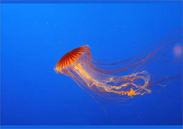 Japanese  /  Pacific Sea Nettle  /  Jellyfish. Vancouver Aquarium - Canada