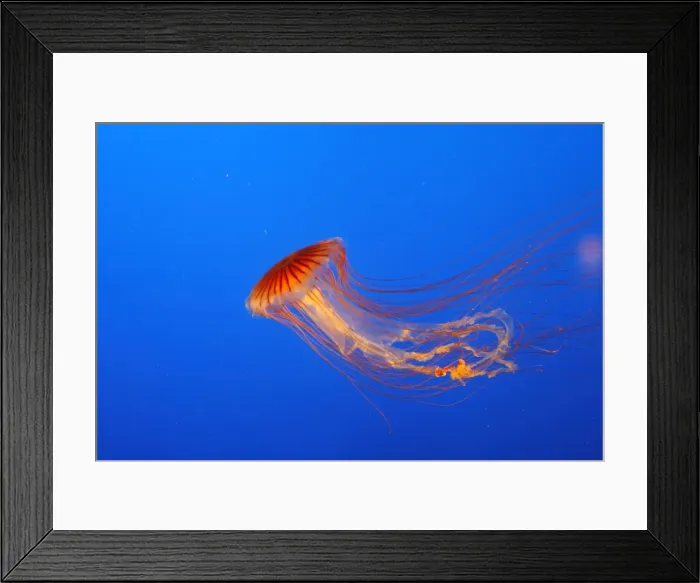 Framed Print : Japanese / Pacific Sea Nettle / Jellyfish. Vancouver Aquarium - Canada Framed Print : Japanese / Pacific Sea Nettle / Jellyfish. Vancouver Aquarium - Canada